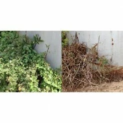 Various Brands RM43 Glyphosate Total Vegetation Control, 1 Gallon Jug - 76500N - Herbicides -Farm And Ranch store 05fffc3fac269a303e7c8ab7e2f17256281f9fb6 31104002 8